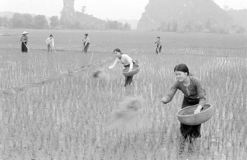 Khoán 10 đã khẳng định hộ gia đình là đơn vị kinh tế tự chủ, làm thay đổi căn bản nền kinh tế nông nghiệp của cả nước. (Ảnh: Văn Lạn/TTXVN)