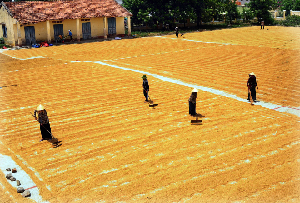 Sau gần 35 năm đổi mới, từ chỗ là nước thiếu gạo, phải nhập khẩu, Việt Nam đã vươn lên trở thành cường quốc thế giới về xuất khẩu gạo. (Ảnh: Quang Quyết/TTXVN)