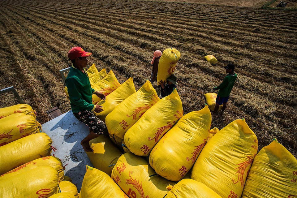 Từ thành tựu của 'Khoán 10', nông nghiệp Việt Nam ngày càng phát triển theo hướng đi mới, trong đó từ chỗ 'tự cung tự cấp' đã chuyển sang sản xuất hàng hóa, đưa nhiều giống lúa năng suất cao vào gieo trồng đi đôi với đẩy mạnh ứng dụng khoa học kỹ thuật. (Ảnh: Trọng Đạt/TTXVN)