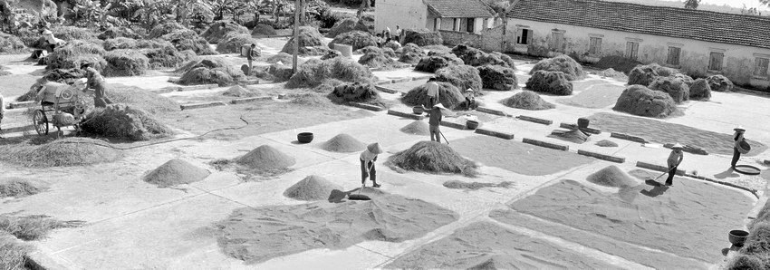 Nghị quyết 10 của Bộ Chính trị (khoá VI) tháng 4/1988 thật sự là một dấu son, là sự đột phá trong nhận thức của Đảng về chính sách quản lí kinh tế nông nghiệp. Đảng đã vượt lên chính mình khi dám từ bỏ những điều cũ kĩ lỗi thời để vươn tới cái mới, cái hợp lí. Trong ảnh: Ngày mùa ở sân kho hợp tác xã An Lâm (tỉnh Hải Hưng) năm 1992. (Ảnh: Trung Dung/TTXVN)