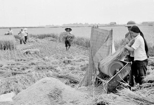Nghị quyết 10 của Bộ Chính trị Khóa VI : 'về đổi mới quản lý kinh tế nông nghiệp' được chuẩn bị gấp rút nhưng cẩn trọng. Dự thảo Nghị quyết đã đưa ra thảo luận dân chủ với cán bộ nông nghiệp và cán bộ chính quyền của các địa phương trong cả nước. Bộ Chính trị cho các nơi thử nghiệm phương thức sản xuất mới trong vụ Đông Xuân 1987-1988. Trong ảnh: Gia đình xã viên HTX Phương Đình, huyện Đan Phượng (Hà Nội) dùng máy tuốt lúa đạp chân để tăng năng suất lao động trong vụ mùa 1988 theo cơ chế khoán gọn. (Ảnh: Đình Na/TTXVN)