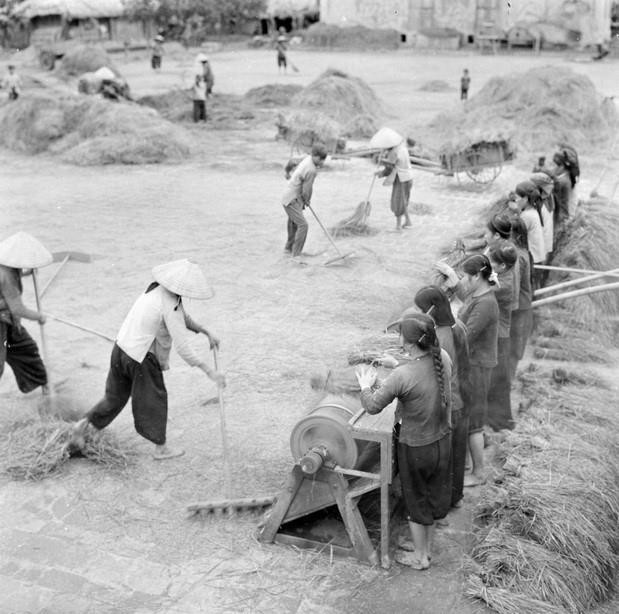 Tính đến cuối năm 1967, 70% HTX của Vĩnh Phúc đạt năng suất bình quân từ 5 tấn - trên 7 tấn/ha; sản lượng lương thực quy thóc đạt 222.000 tấn, tăng hơn năm trước 4.000 tấn, góp phần cải thiện đời sống nhân dân, làm thay đổi diện mạo của nông thôn Vĩnh Phúc giữa những năm 60 của thế kỷ XX. Trong ảnh: Dùng máy tuốt lúa trên sân phơi của HTX thôn Thượng, huyện Vĩnh Tường, tỉnh Vĩnh Phúc trong thu hoạch vụ lúa chiêm năm 1966. (Ảnh: Phạm Tuệ/TTXVN)
