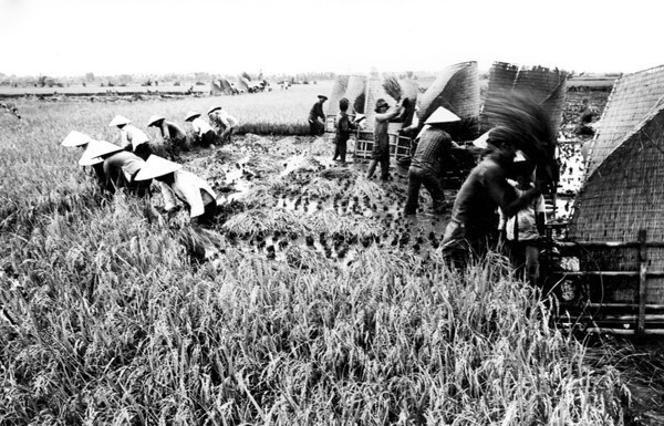 Từ đại hội V (năm 1981), Đảng đã xác định 'nông nghiệp là mặt trận hàng đầu', Đại hội VI đã cụ thể hóa việc thực hiện chủ trương đó nên rất chú trọng nghiên cứu chính sách quản lý nông nghiệp. Vì vậy, tư duy mới về quản lý nông nghiệp đã có không gian để phát triển. Trong ảnh: Tập đoàn 3 xã Thới Tam Thôn, huyện Hóc Môn thu hoạch lúa cao sản. (Ảnh: Tư liệu/TTXVN phát)