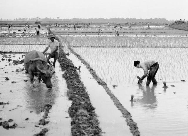 Khoán 10 đã khẳng định hộ gia đình là đơn vị kinh tế tự chủ, làm thay đổi căn bản nền kinh tế nông nghiệp của cả nước. Trong ảnh: Xã viên HTX Đan Phượng, huyện Đan Phượng (Hà Nội) cấy lúa mùa trên ruộng nhận 'Khoán 10' vụ mùa 1989. (Ảnh: Đình Na/TTXVN)