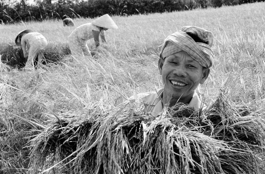 Nghị quyết 'Khoán 10' thực sự là một nghị quyết có những nội dung mang tính đột phá, tạo bước phát triển mới rất quan trọng cho nông nghiệp và nông thôn trong thời kỳ đổi mới. (Ảnh: Đình Na/TTXVN)