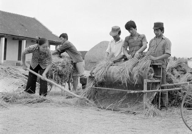 So với Chỉ thị 100 thì Nghị quyết 10 của Bộ Chính trị đã có một bước đột phá trong tư duy quản lý kinh tế khi lần đầu tiên thừa nhận hộ gia đình là đơn vị kinh tế tự chủ khi người nông dân được trao quyền sử dụng đất và mức khoán lâu dài. (Ảnh: Đình Na/TTXVN)