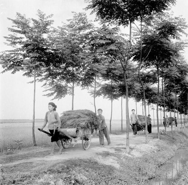 Chỉ sau vài vụ khoán thực hiện NQ 68, bộ mặt nông thôn Vĩnh Phúc đã khởi sắc, xã viên phấn khởi lao động trên đất mình được giao. Điều đó chứng tỏ Nghị quyết 68-NQ/TU đi đúng quy luật và hợp lòng dân. (Ảnh: TTXVN