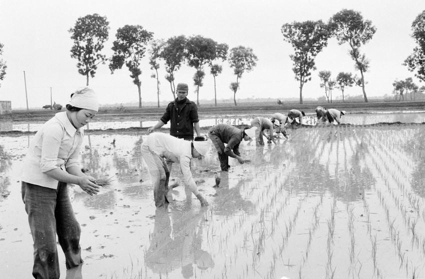 Nghị quyết 10 của Bộ Chính trị Khóa VI : 'về đổi mới quản lý kinh tế nông nghiệp' được chuẩn bị gấp rút nhưng cẩn trọng. Dự thảo Nghị quyết đã đưa ra thảo luận dân chủ với cán bộ nông nghiệp và cán bộ chính quyền của các địa phương trong cả nước. Bộ Chính trị cho các nơi thử nghiệm phương thức sản xuất mới trong vụ Đông Xuân 1987-1988. Trong ảnh: Cấy lúa xuân trên diện tích ruộng khoán sản phẩm theo đơn giá vụ Đông Xuân năm 1987-1988 ở HTX Phương Đình, huyện Đan Phượng (Hà Nội). (Ảnh: Đình Na/TTXVN)