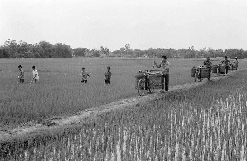 So với chỉ thị 100 thì Nghị quyết 10 của Bộ Chính trị đã có một bước đột phá trong tư duy quản lý kinh tế khi lần đầu tiên thừa nhận hộ gia đình là đơn vị kinh tế tự chủ khi người nông dân được trao quyền sử dụng đất và mức khoán lâu dài. Trong ảnh: Vụ mùa năm 1988, vụ thứ hai thực hiện khoán định mức theo đơn giá, các gia đình xã viên HTX Dân Hòa, huyện Thanh Oai, tỉnh Hà Sơn Bình đã cấy xong toàn bộ gần 400ha lúa mùa trong tháng 7, phấn đấu đạt năng suất 5 tấn thóc/ha. (Ảnh: Văn Lạn/TTXVN)