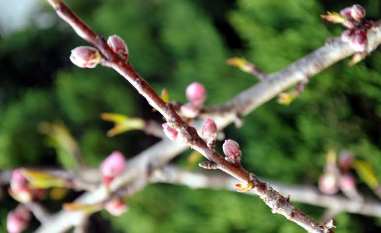 (Ảnh: Hải Sơn/Vietnam+)