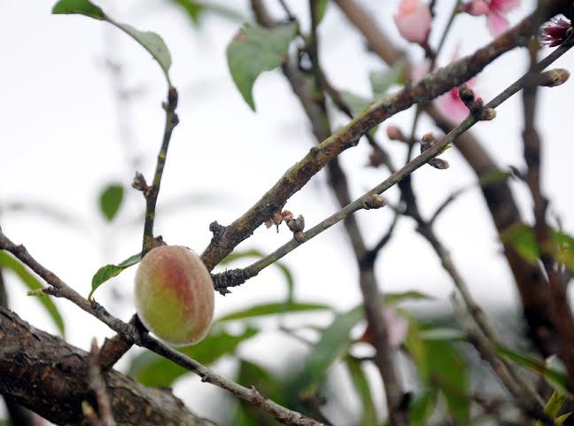 (Ảnh: Hải Sơn/Vietnam+)