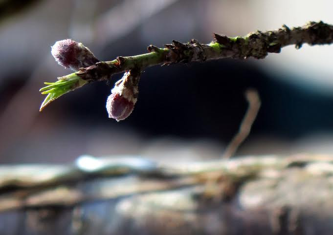 (Ảnh: Hải Sơn/Vietnam+)