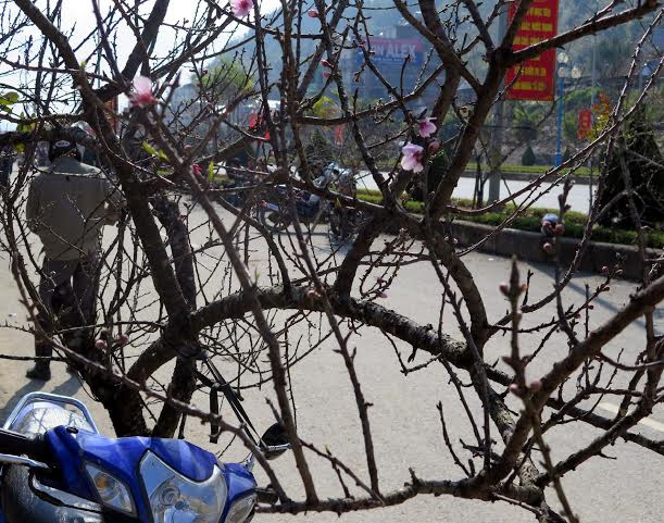 (Ảnh: Hải Sơn/Vietnam+)