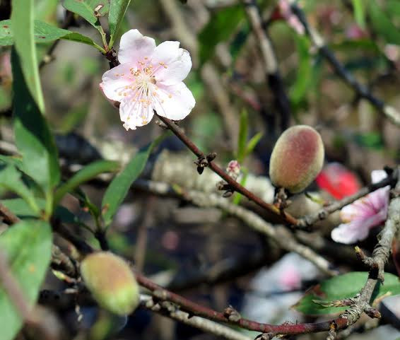(Ảnh: Hải Sơn/Vietnam+)