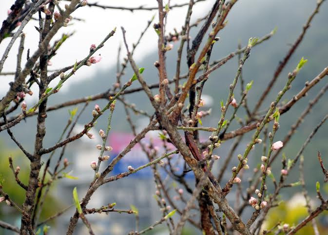 (Ảnh: Hải Sơn/Vietnam+)