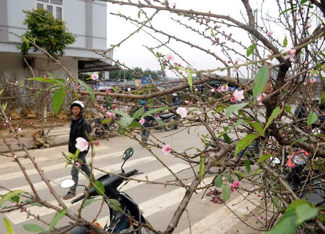 (Ảnh: Hải Sơn/Vietnam+)