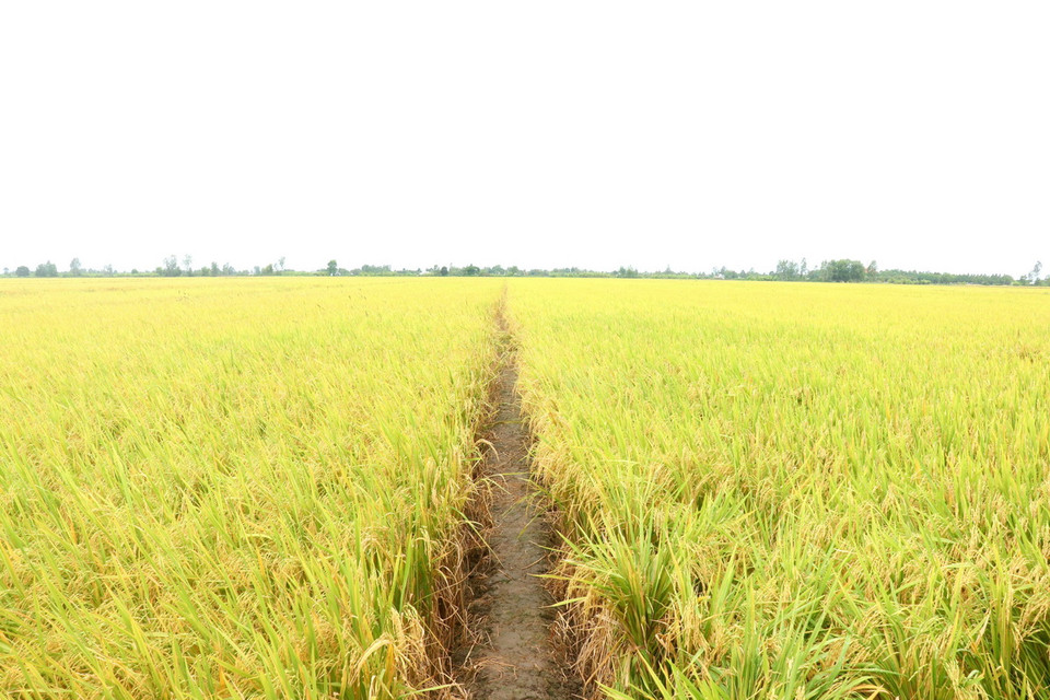 Trà lúa giống OM5451 của Hợp tác xã Tiến Thuận, huyện Vĩnh Thạnh tham gia thí điểm Đề án 1 triệu hecta lúa chất lượng cao. (Ảnh: Thu Hiền/TTXVN)