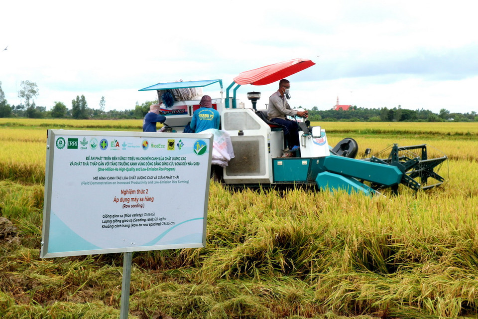 Các trà lúa canh tác quy trình bền vững ít bị ngã đổ nên việc thu hoạch khá thuận lợi, tỷ lệ lúa ít hao hụt. (Ảnh: Thu Hiền/TTXVN)