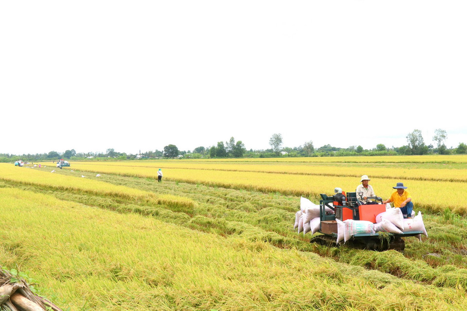 Máy gặt đập liên hợp thu hoạch lúa vụ Hè Thu đầu tiên tham gia canh tác lúa chất lượng cao, phát thải thấp.(Ảnh: Thu Hiền/TTXVN)