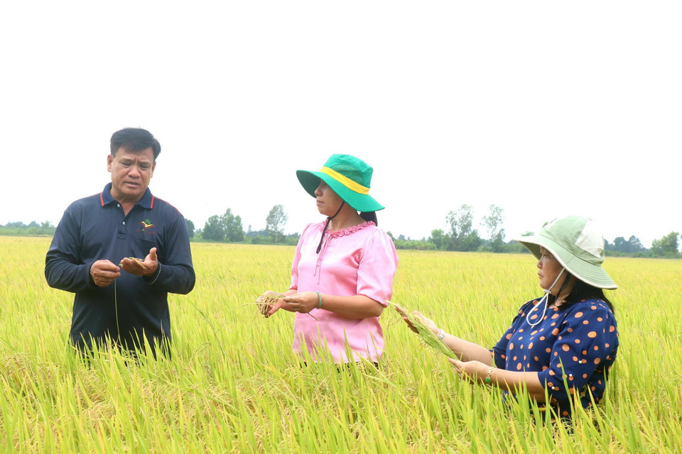 Nông dân Nguyễn Cao Khải, xã Thạnh An, huyện Vĩnh Thạnh có 5ha lúa tham gia thí điểm Đề án 1 triệu hecta lúa chất lượng cao. (Ảnh: Thu Hiền/TTXVN)
