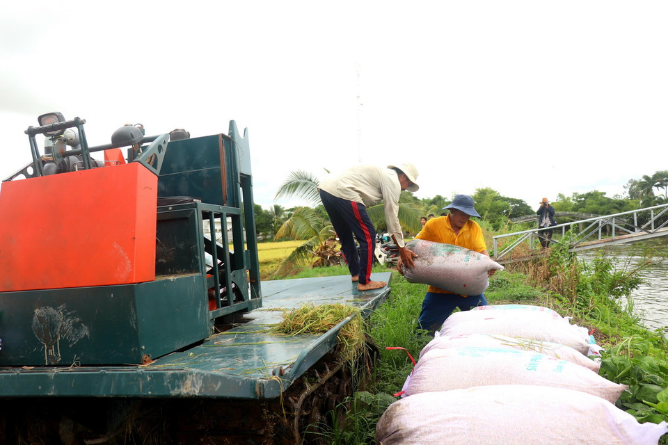 Lúa sau khi thu hoạch được doanh nghiệp thu mua trực tiếp tại ruộng với giá 7.000 đồng/kg lúa hàng hóa và 7.500 đồng/kg lúa giống. (Ảnh: Thu Hiền/TTXVN)