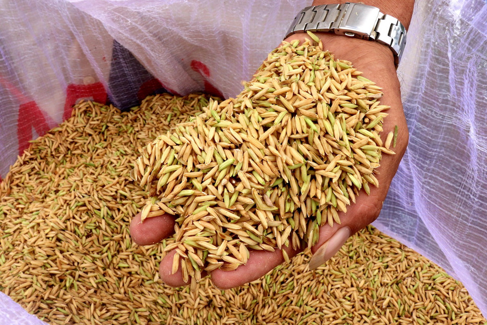 50 hecta lúa đầu tiên của thành phố Cần Thơ tham gia thí điểm Đề án Phát triển 1 triệu hecta chuyên canh lúa chất lượng cao, phát thải thấp gắn với tăng trưởng xanh vùng Đồng bằng sông Cửu Long (gọi tắt là Đề án 1 triệu hecta lúa chất lượng cao) đang bước vào giai đoạn thu hoạch. (Ảnh: Thu Hiền/TTXVN)