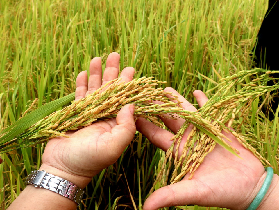 Theo đánh giá, các diện tích lúa vụ Hè Thu tham gia Đề án với giống lúa OM5451 cho năng suất tốt, ít đổ ngã, giảm chi phí đầu vào. (Ảnh: Thu Hiền/TTXVN)