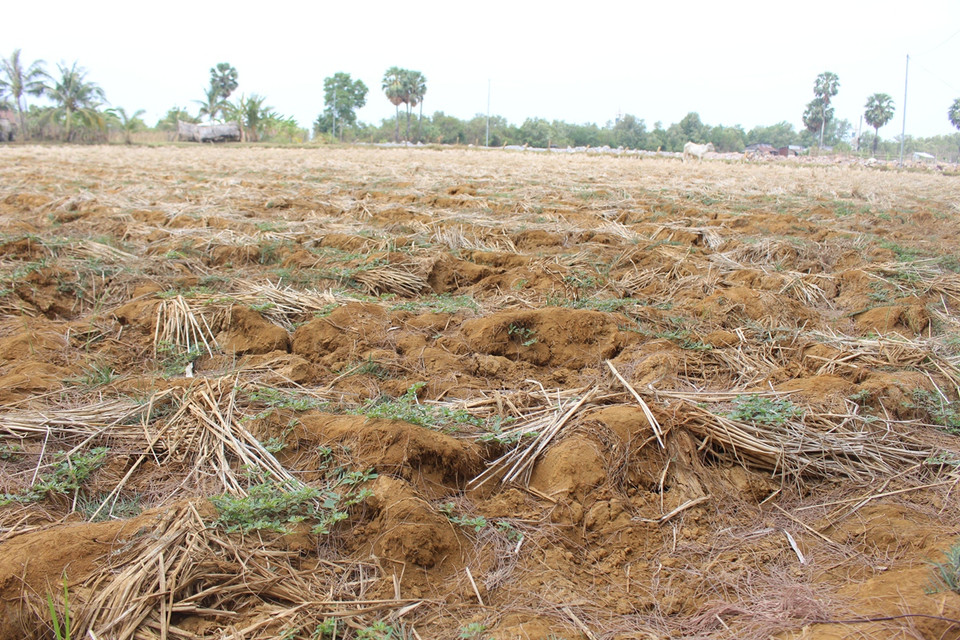 Nghe tin nước lũ về, người dân ở các huyện An Biên, An Biên, Vĩnh Thuận thuộc tỉnh Kiên Giang đã triển khai cày xới ruộng chờ gieo giống làm vụ mới. (Ảnh: Hùng Võ/Vietnam+)