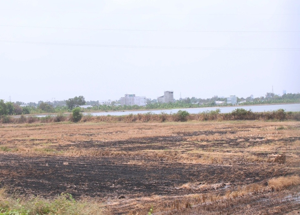 Tại huyện U Minh Thượng, tỉnh Kiên Giang, một số cánh đồng lúa chết khô. (Ảnh: Hùng Võ/Vietnam+)