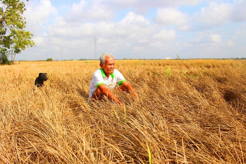 Ông Chương Buôl, 83 tuổi ở xã Hưng Hội, huyện Vĩnh Lợi, tỉnh Bạc Liêu ngồi buồn rầu giữa đồng ruộng khô cháy. (Ảnh: Hùng Võ/Vietnam+)