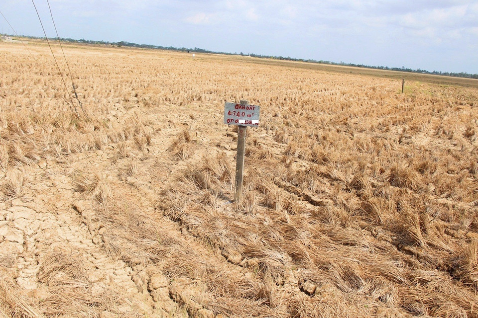 Trồng lúa gặp nhiều khó khăn, một số hộ dân ở huyện Vĩnh Lợi đành phải bán ruộng để lấy tiền trang trải cuộc sống. (Ảnh: Hùng Võ/Vietnam+)