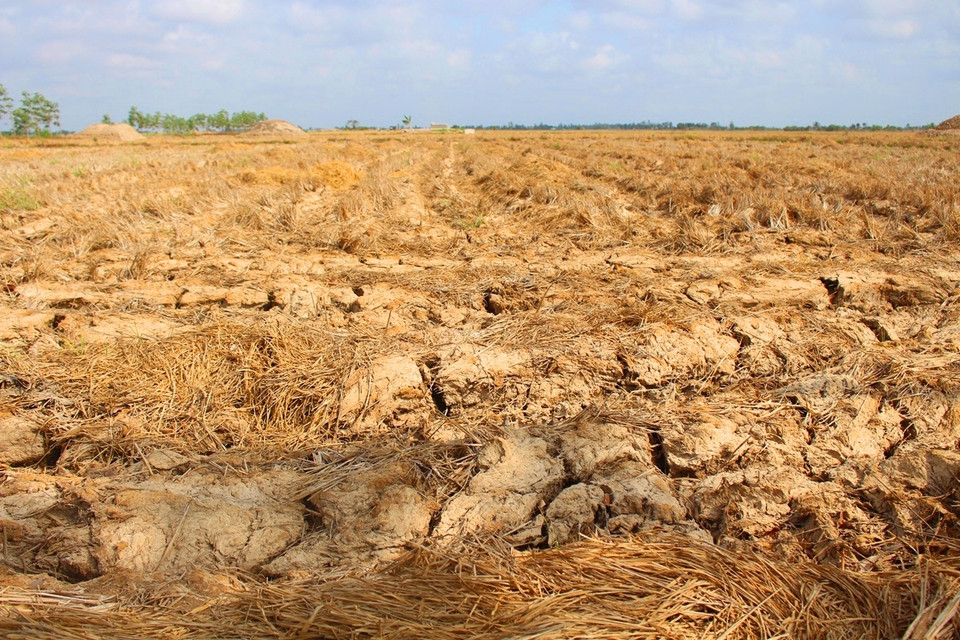 Nhiều cánh đồng lúa ở tỉnh Cà Mau cũng đã mất đi 'sự sống.' (Ảnh: Hùng Võ/Vietnam+)