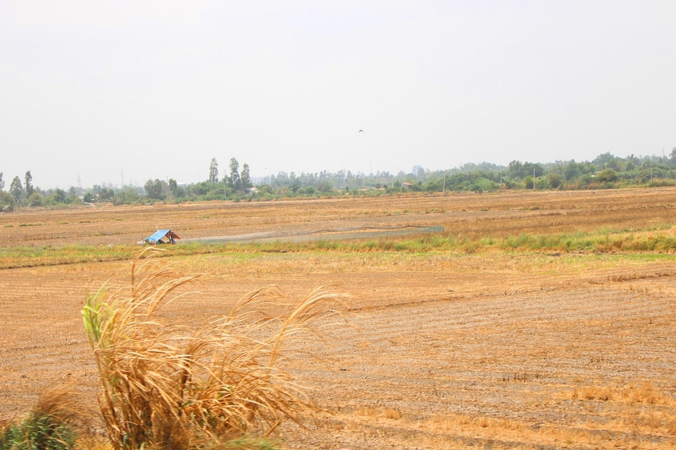 Đi khắp các cánh đồng miền Tây giờ đây chỉ hiện ra một màu đất 'chết,' khô khốc. (Ảnh: Hùng Võ/Vietnam+). (Ảnh: Hùng Võ/Vietnam+)