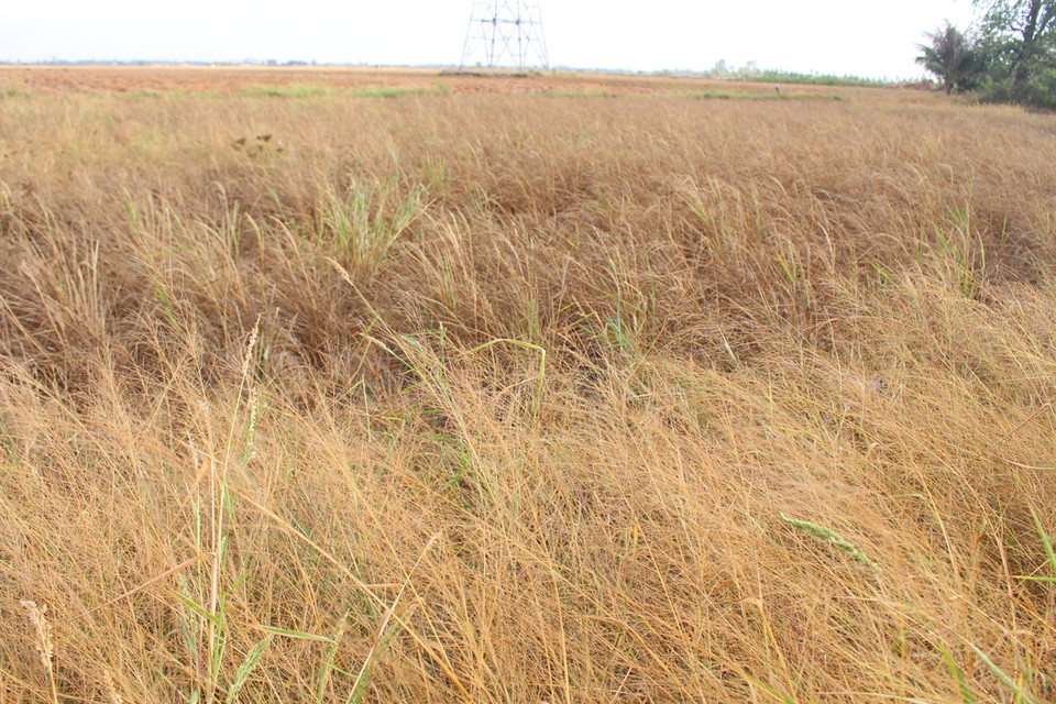 Những cánh đồng lúa của huyện Ba Tri, tỉnh Bến Tre nay cũng đã bị khô cháy. (Ảnh: Hùng Võ/Vietnam+)