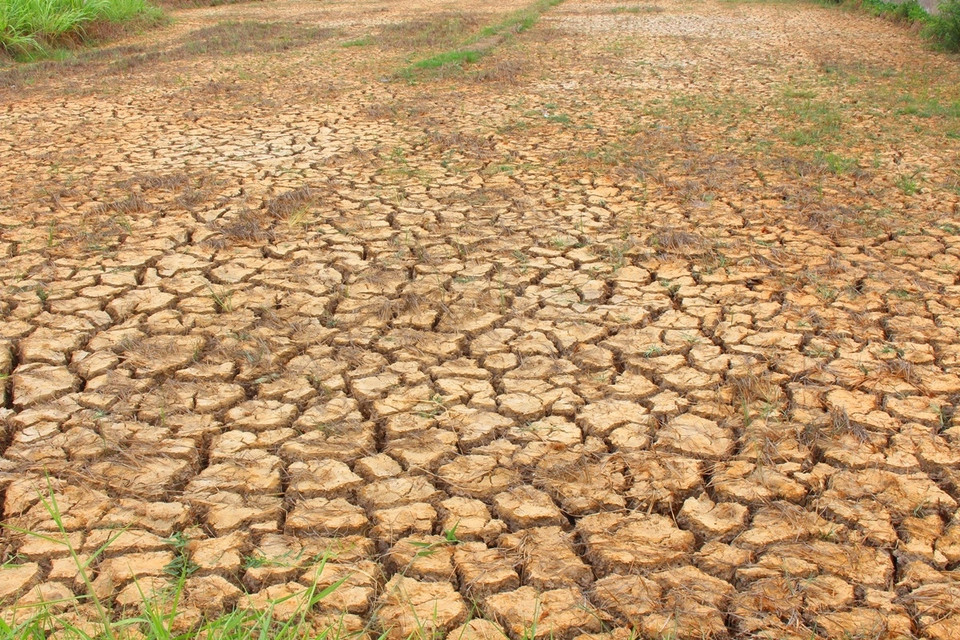 Nhìn sang tỉnh Bến Tre, phần lớn diện tích lúa vụ Tài Nguyên cũng đã bị chết khô do 'khát' nước ngọt. (Ảnh: Hùng Võ/Vietnam+)