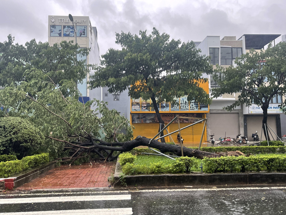 Cây đổ trên đường Nguyễn Phước Lan (phường Hòa Xuân, quận Cẩm Lệ, thành phố Đà Nẵng). (Ảnh: Văn Dũng/TTXVN)