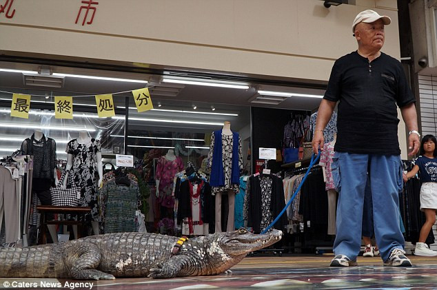 Ông Murabayashi đặt tên cho con cá sấu là Caiman. (Nguồn: Caters News Agency)