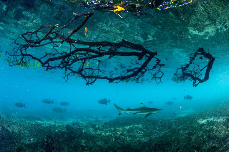 Thủy triều dâng cao trong khu đầm phá Aldabra, những con cá mập vây đen đi săn mồi giữa rừng ngập mặn. Đầm phá Aldabra nằm ở cực tây của 115 hòn đảo và đảo san hô ở Seychelles và là một trong những khu bảo tồn thiên nhiên quan trọng nhất của thế giới. (Nguồn: NatGeo)