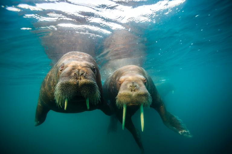 Những chú hải mã tò mò tiếp cận một tàu thám hiểm trên đường ra đảo Hooker ở Franz Josef, Áo. Trong suốt mùa hè, khi lớp băng biển tan, những con hải mã lại tụ tập trên bờ biển ở đây. (Nguồn: NatGeo)