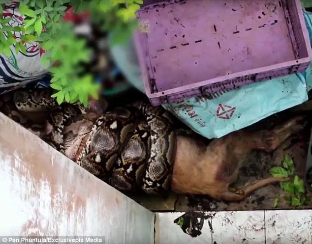 Cô Khiewwan đã rất hoảng sợ và gọi sự trợ giúp của nhân viên cứu hộ động vật hoang dã. (Nguồn: Daily Mail)