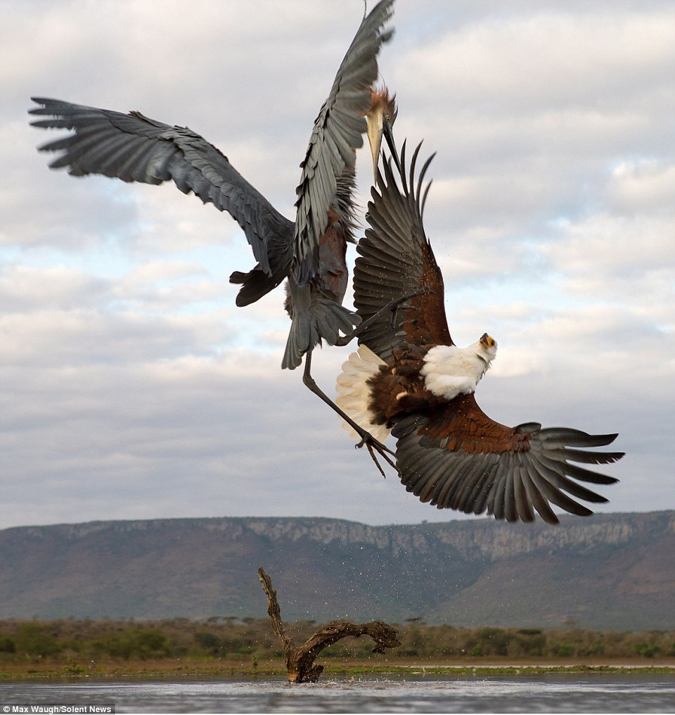 Con đại bàng cảm thấy khó chịu khi bị làm phiền. (Nguồn: Solent News)