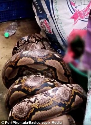 Sau một khoảng thời gian vật lộn, họ đã bắt được con trăn và thả nó trở về tự nhiên. (Nguồn: Daily Mail)