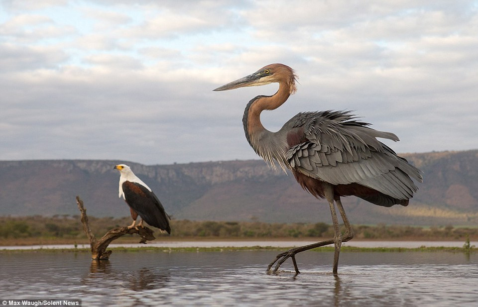 Con đại bàng đang đậu trên cành cây thì thấy chú diệc đi tới. (Nguồn: Solent News)