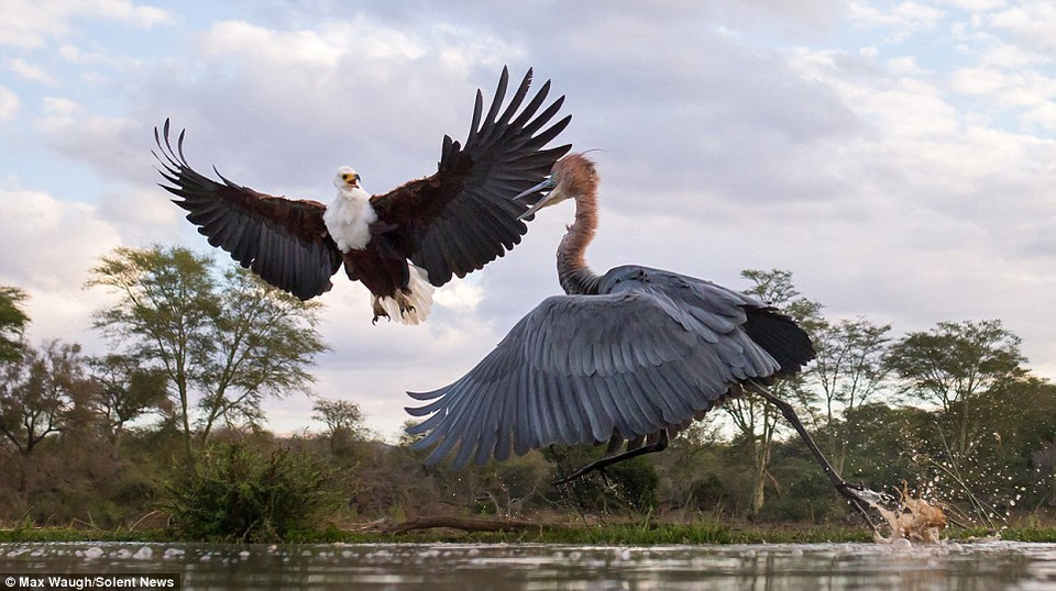  Con diệc đang tìm kiếm thức ăn gần đó. (Nguồn: Solent News)
