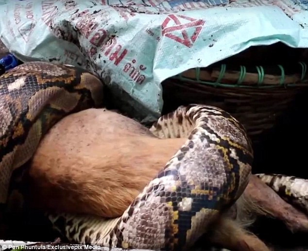 Khi bước xuống cầu thang, cô đã thấy một con trăn dài khoảng 6m đang quấn lấy chú chó. (Nguồn: Daily Mail)