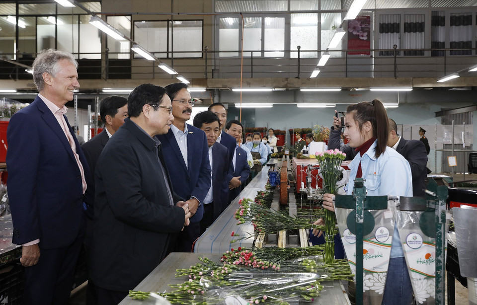  Mỗi năm Dalat Hasfarm trồng tới 200 triệu cành hoa và 250 triệu ngọn giống cung ứng cho thị trường 15 quốc gia và vùng lãnh thổ, chủ yếu là Nhật Bản, với tổng giá trị đạt gần 60 triệu USD. (Ảnh: Dương Giang/TTXVN)