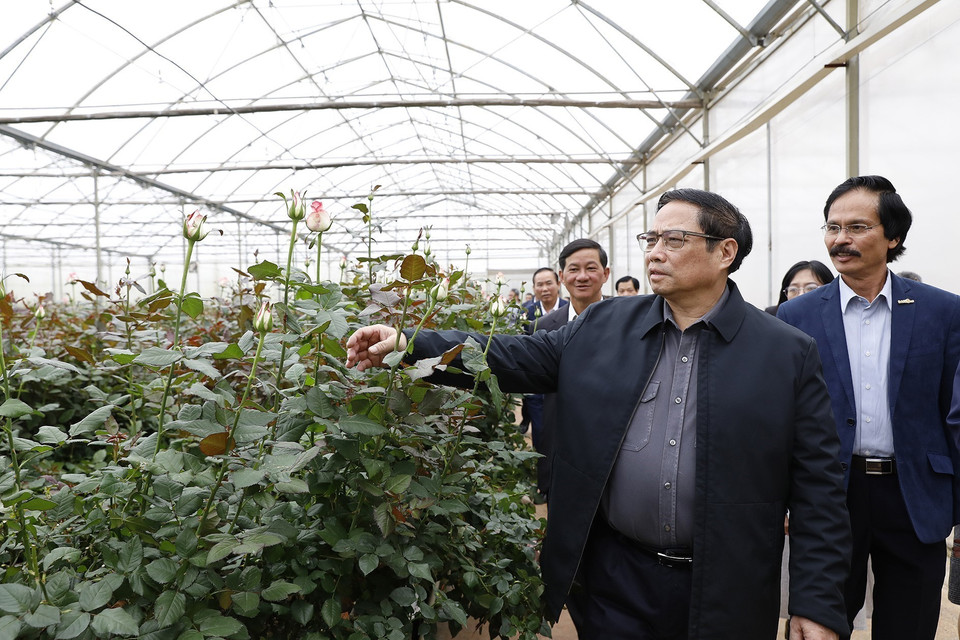 Dalat Hasfarm hiện đã chuyển sang xây dựng nhà kính hoàn toàn bằng thép và mở thêm các nông trại với diện tích gần 320 hecta.(Ảnh: Dương Giang/TTXVN)