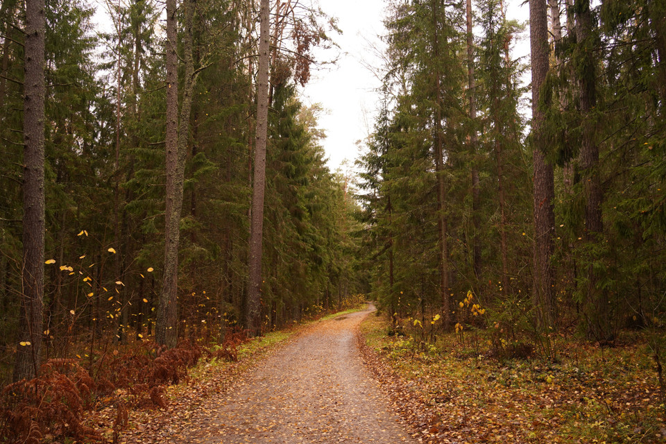 Vạt rừng thông xanh dẫn tới làng Mikhailovsk. (Ảnh: Duy Trinh/TTXVN)