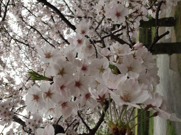 Những chùm anh đào mãn khai (Ảnh: CTV)