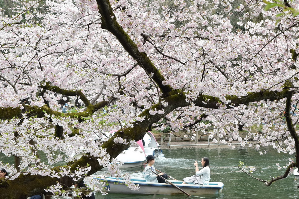 Lãng mạn giữa không gian hoa. (Ảnh: Nguyễn Tuyến/Vietnam+)